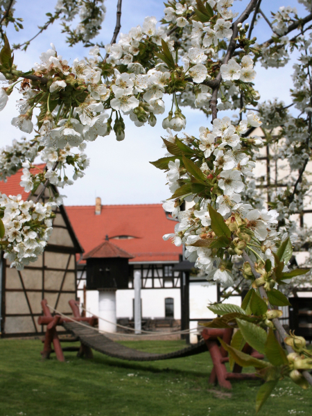 Kirschblte_im_Geschichtenhof_2_c_Stadt_Borna